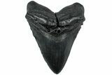 Fossil Megalodon Tooth - Massive SC Meg #231752-1